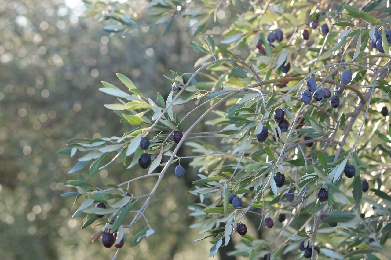Producing olive oil