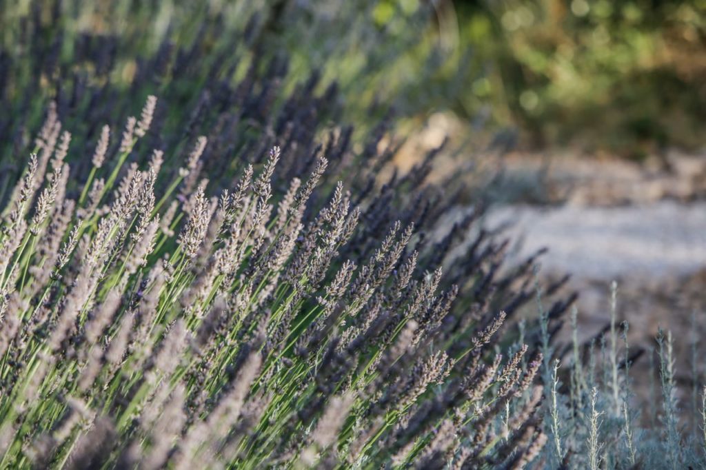 lavender at la Baye des Anges