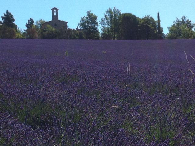 Lavender country