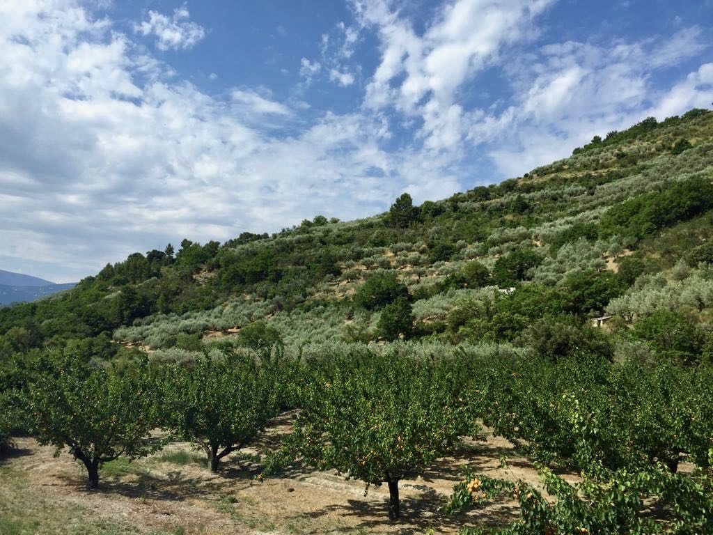 Abricot trees Provence, St Jalle, Drome Provençale