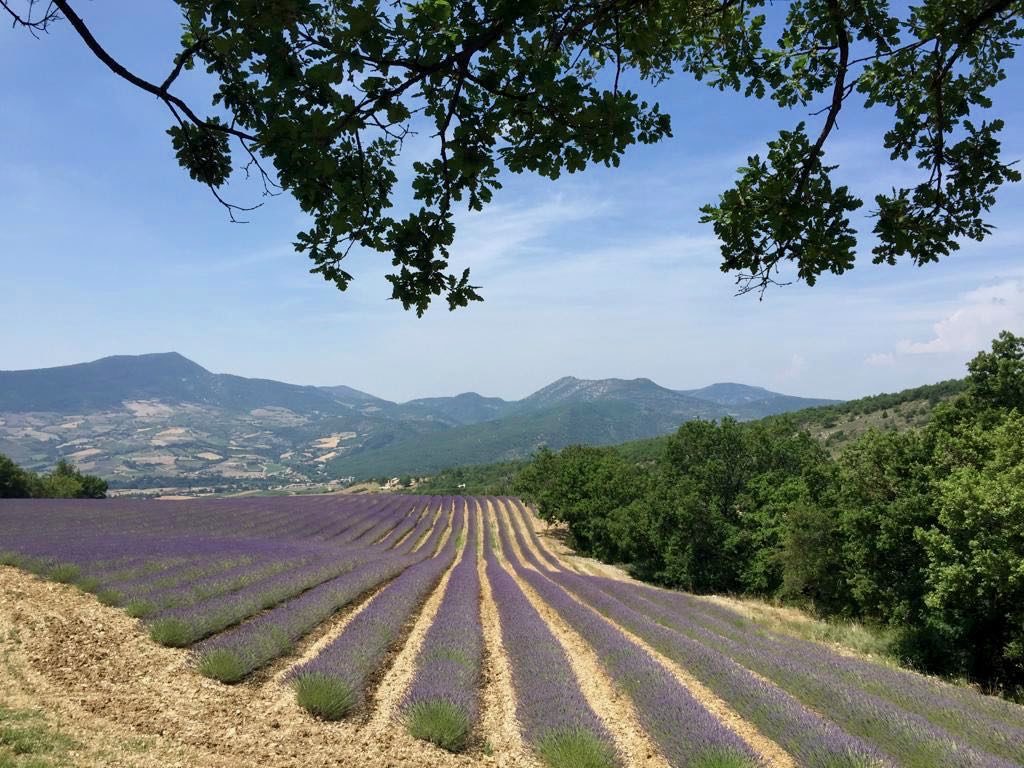 Lavenders Provence, St Jalle, Drome Provençale