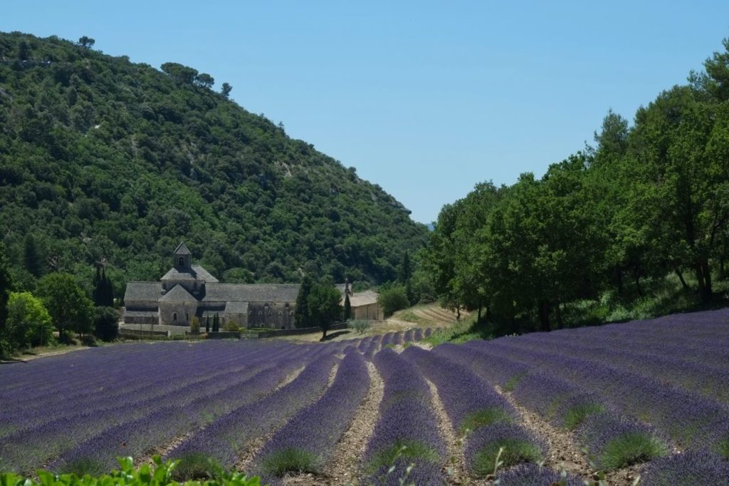 abbaye de senanque, champs de Lavandin
lavande