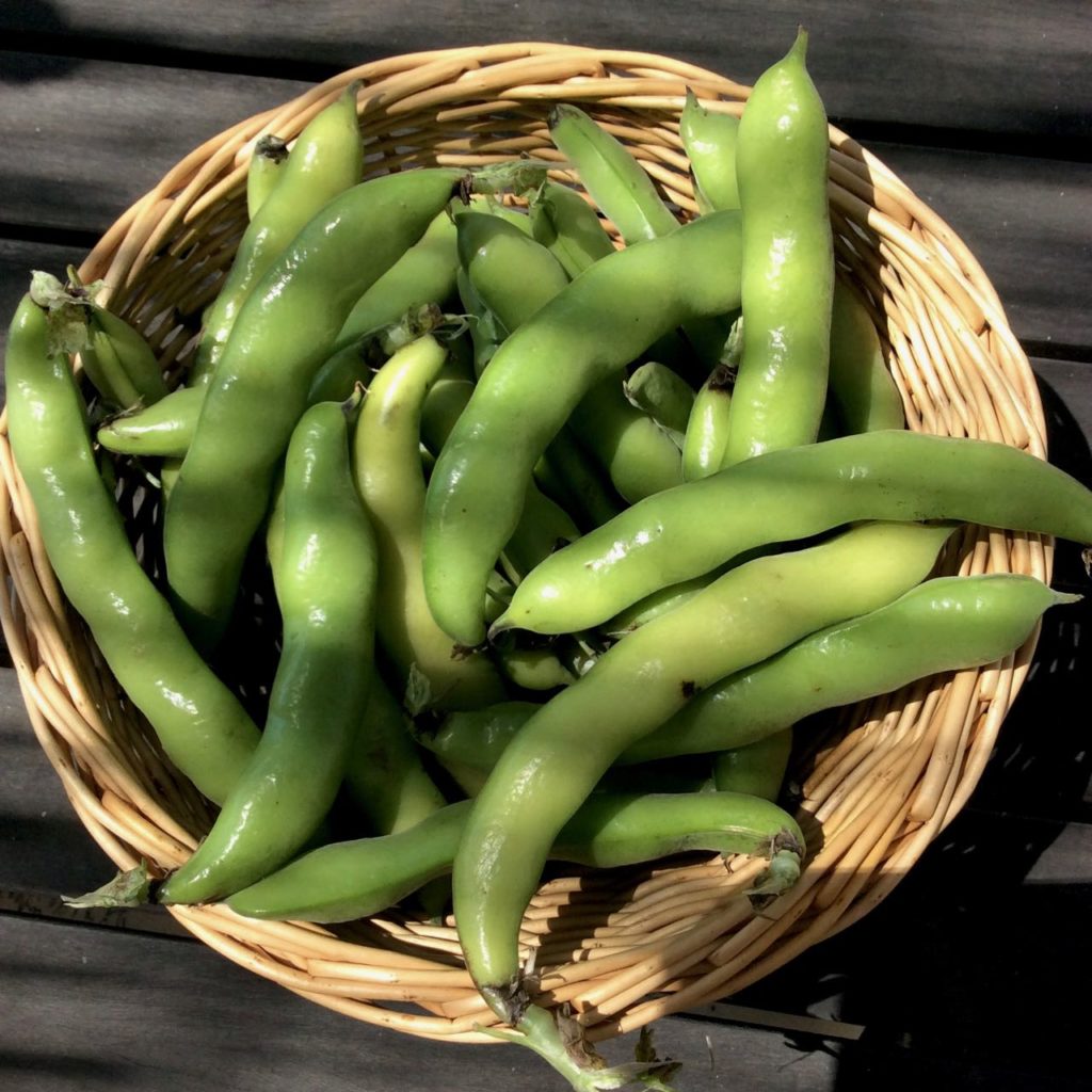 Potager, kitchen garden at La Baye des Anges