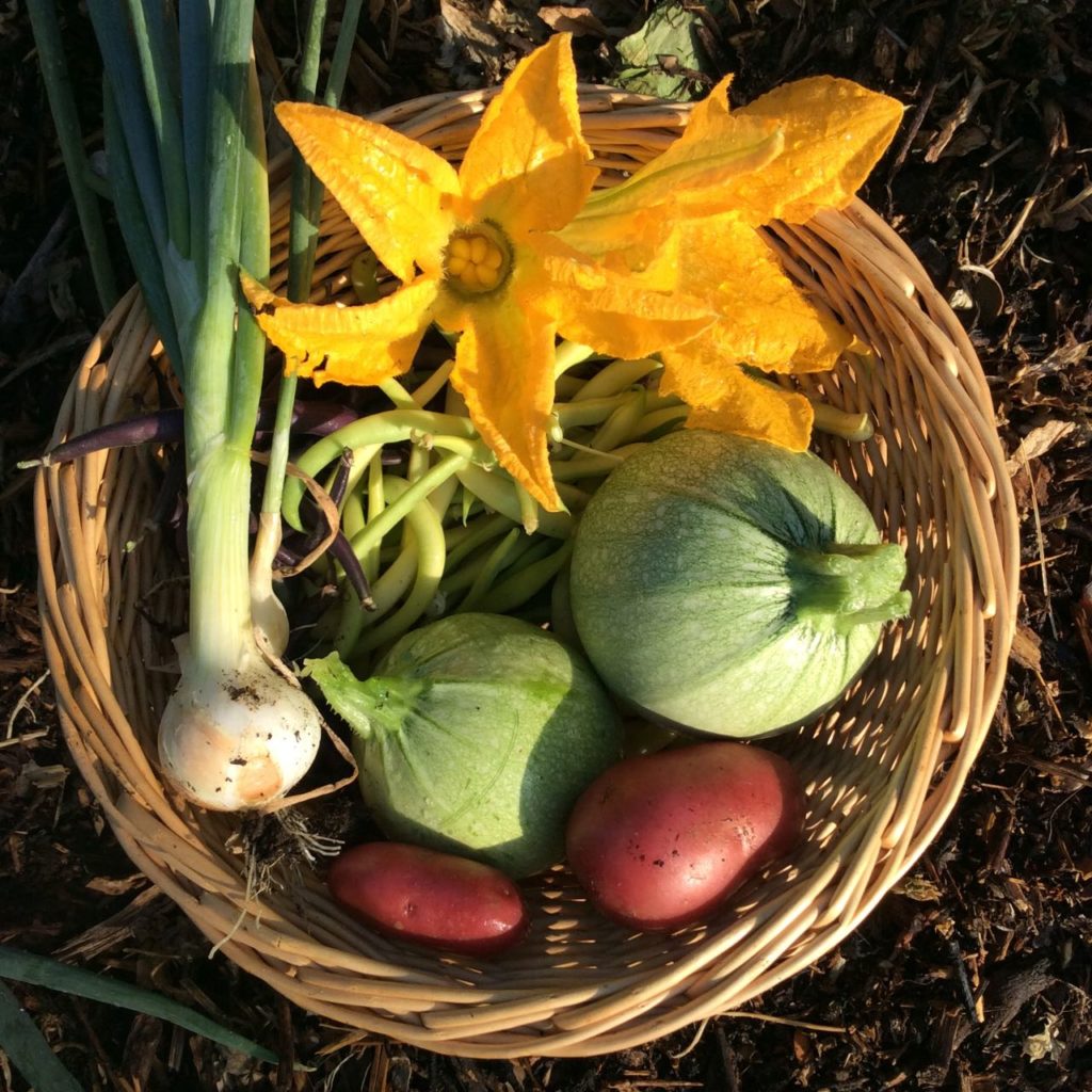 Potager, kitchen garden at La Baye des Anges