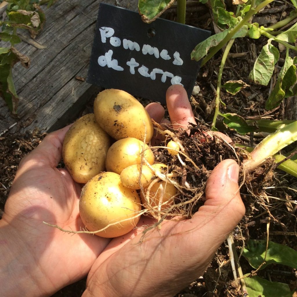 Potager, kitchen garden at La Baye des Anges