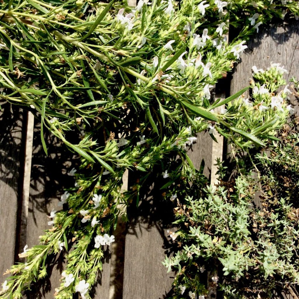 Potager, kitchen garden at La Baye des Anges, aromatic herbs