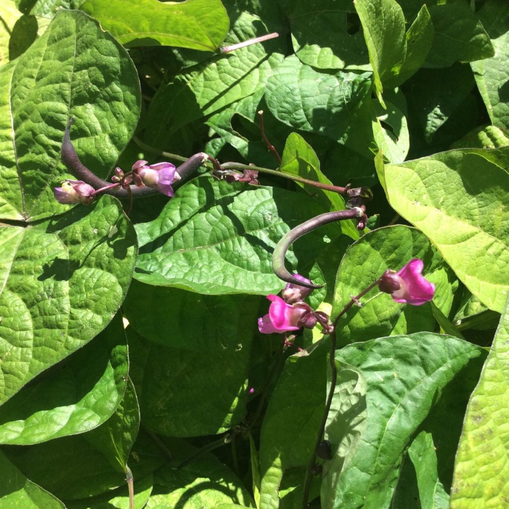 green bean plants