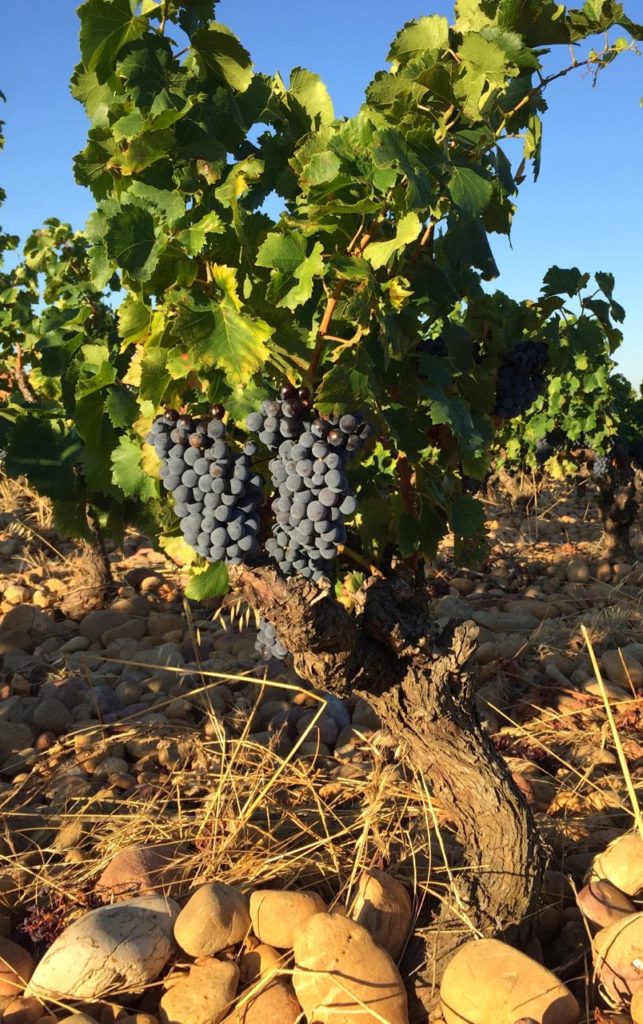 Harvest at Chateau-la-Nerthe, Chteau-Neuf-du-Pape