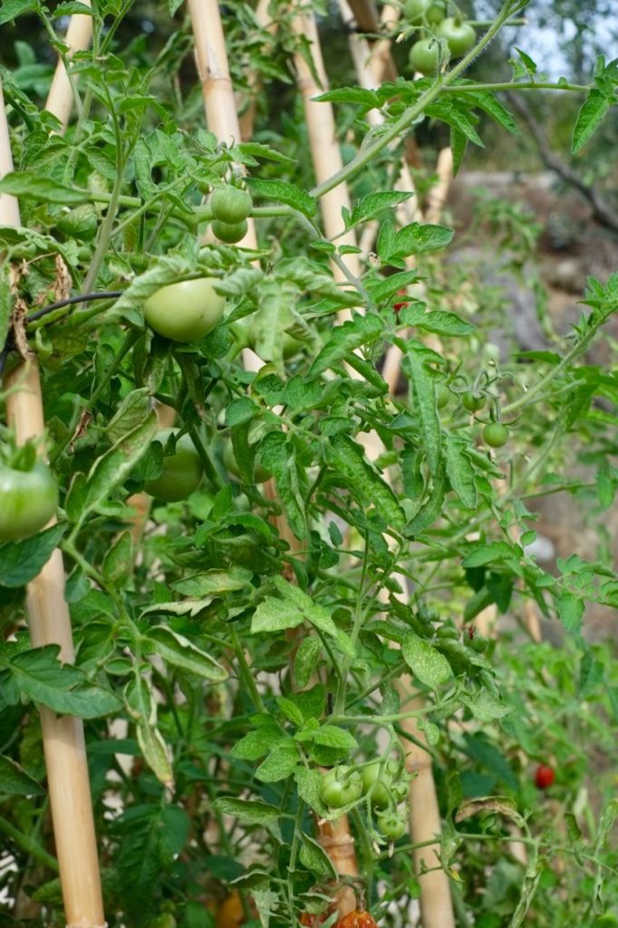 Kitchen garden at la Baye des Anges