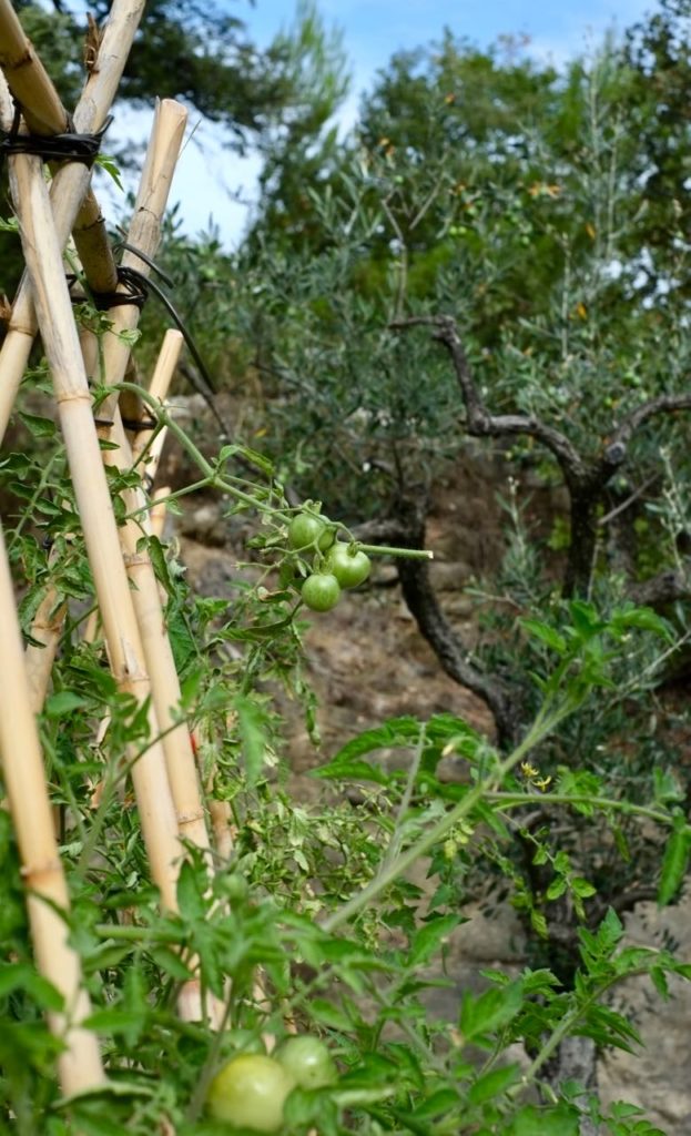 Kitchen garden at la Baye des Anges