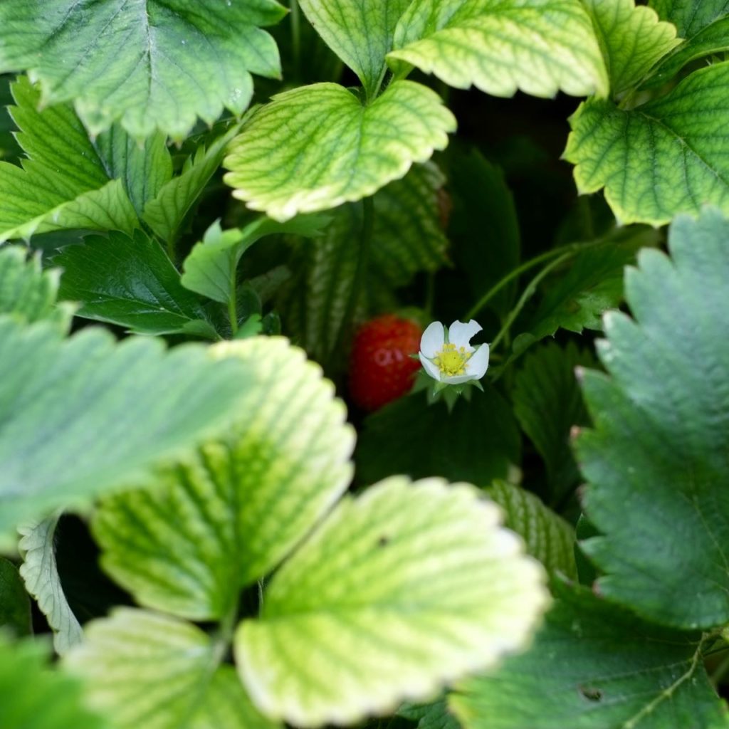 Kitchen garden at la Baye des Anges