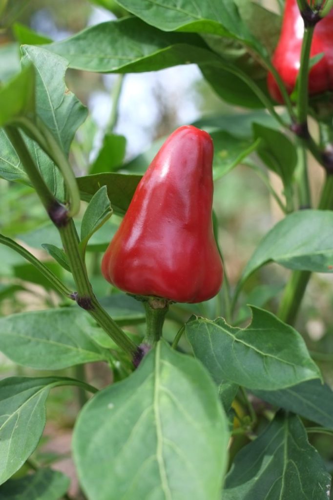 Kitchen garden at la Baye des Anges