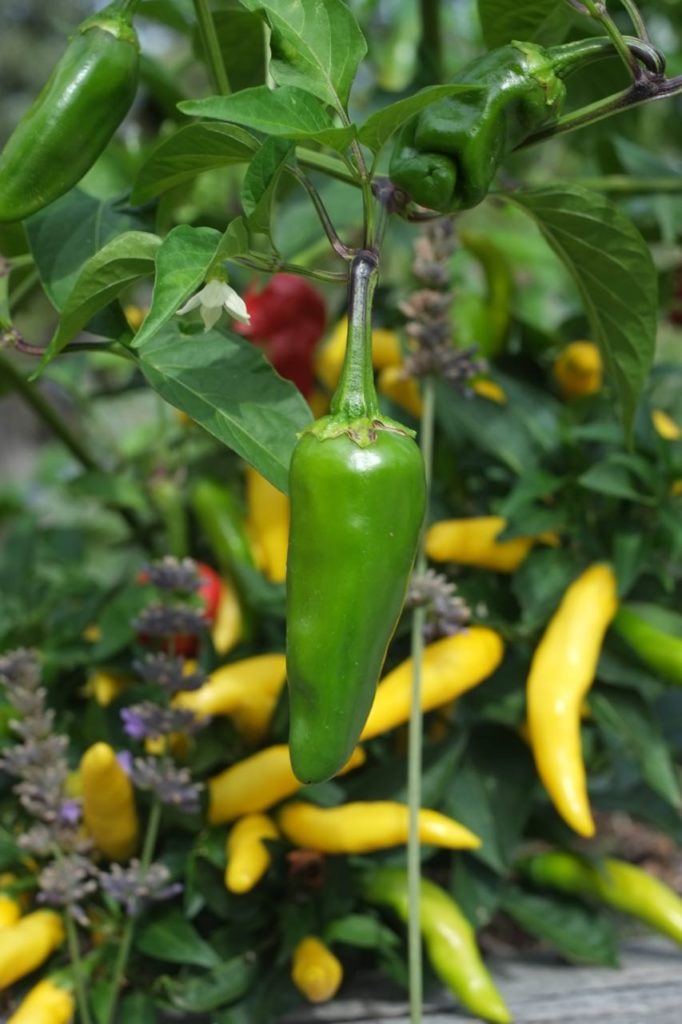 Kitchen garden at la Baye des Anges