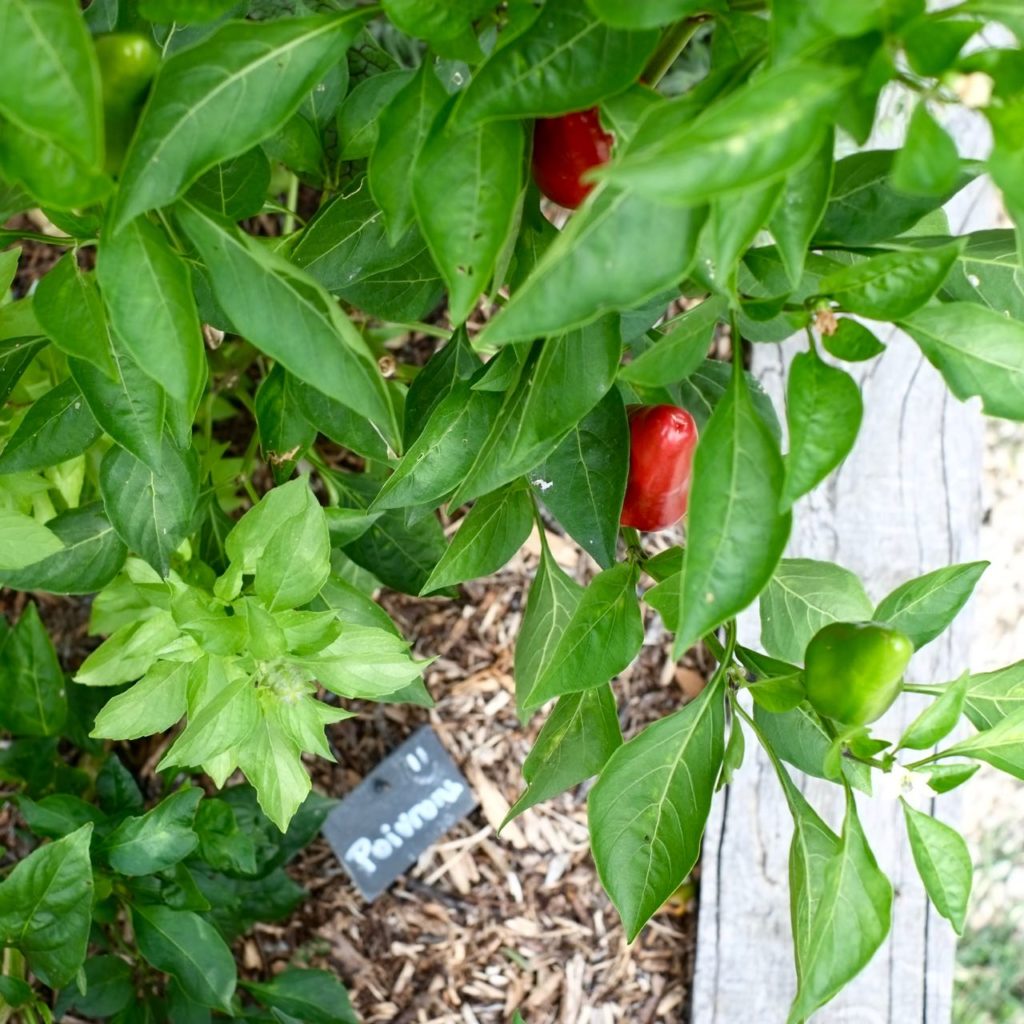 Kitchen garden at la Baye des Anges