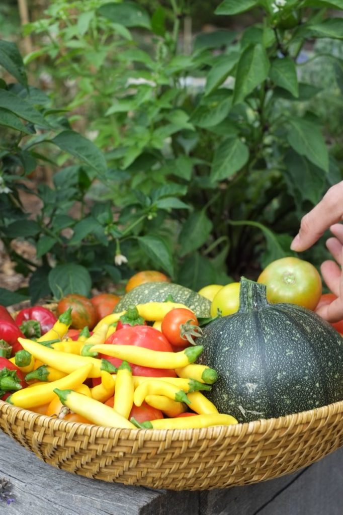 Kitchen garden at la Baye des Anges