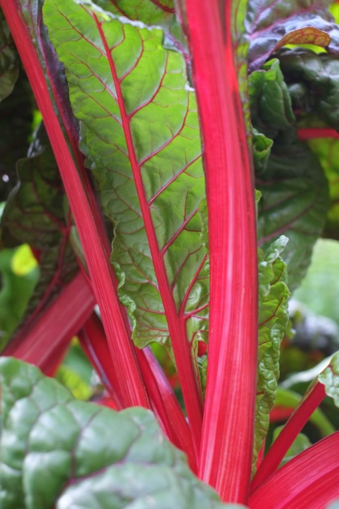 Kitchen garden at la Baye des Anges