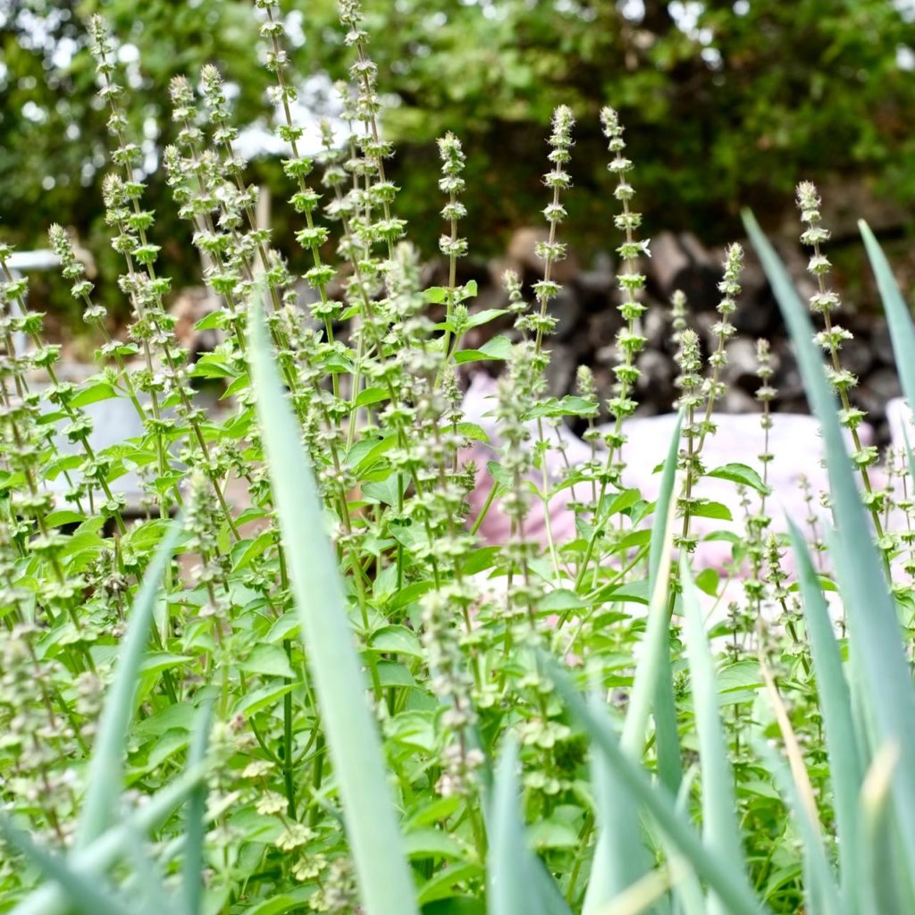 Kitchen garden at la Baye des Anges