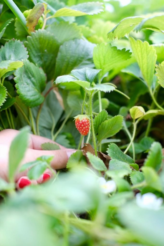 Kitchen garden at la Baye des Anges