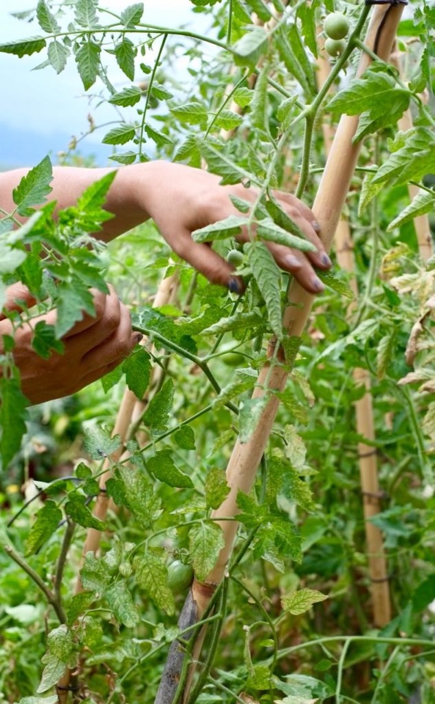 Kitchen garden at la Baye des Anges