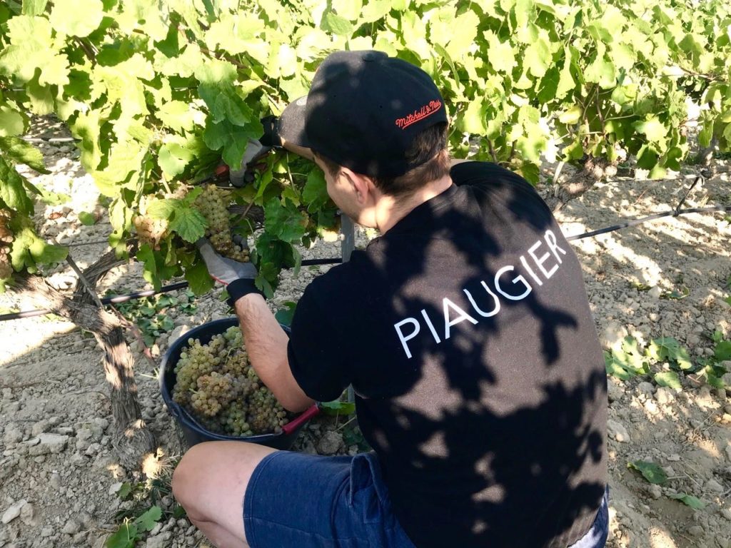 Harvest Piaugier