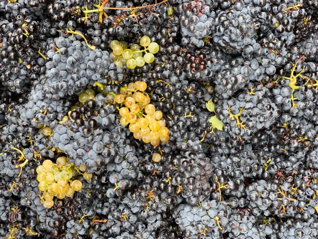 Harvest at Chateau-la-Nerthe, Chteau-Neuf-du-Pape