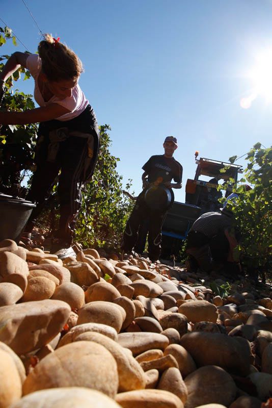 Harvest at Chateau-la-Nerthe, Chteau-Neuf-du-Pape