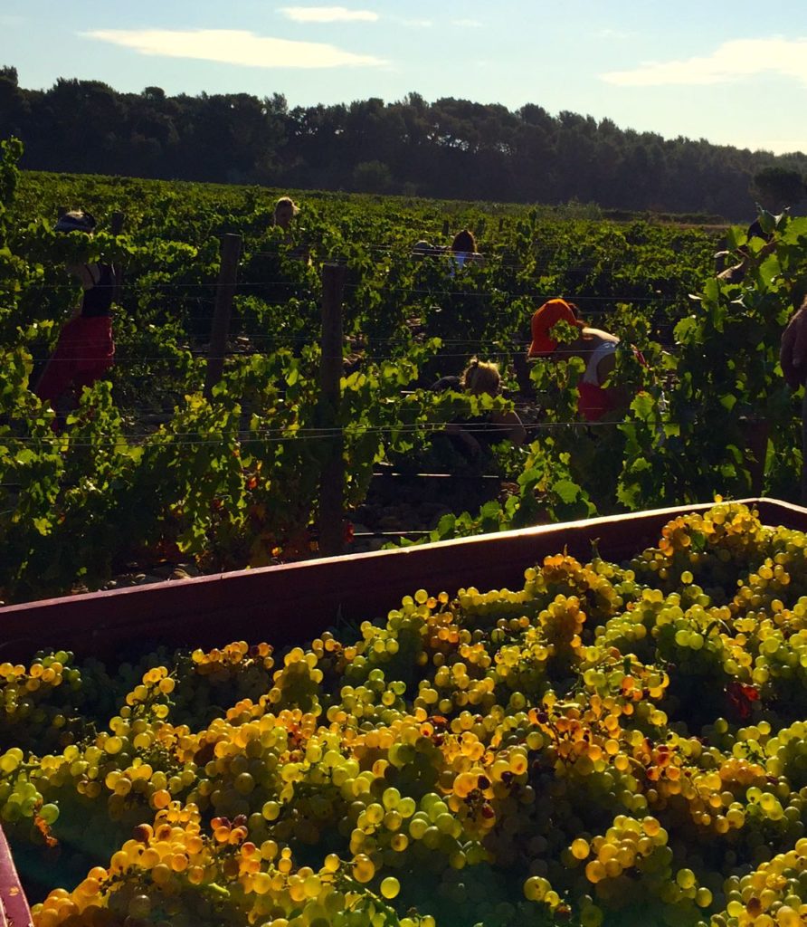 Harvest at Chateau-la-Nerthe, Chteau-Neuf-du-Pape