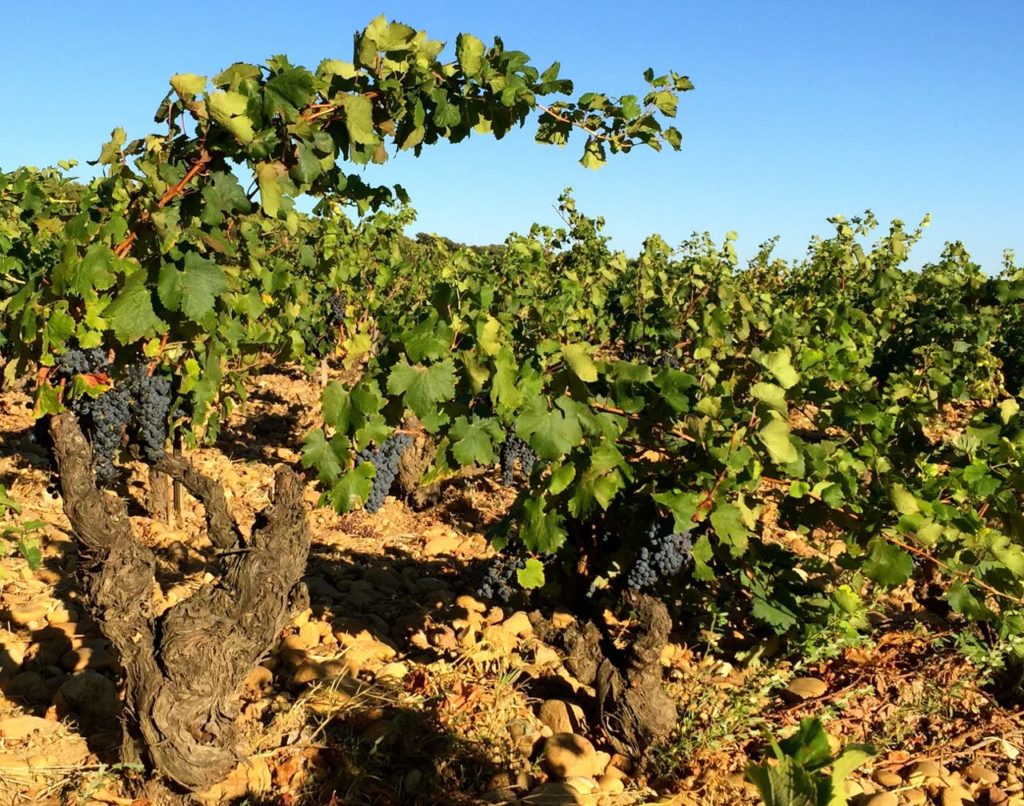 Harvest at Chateau-la-Nerthe, Chteau-Neuf-du-Pape