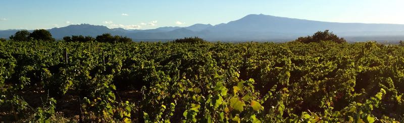 Harvest at Chateau-la-Nerthe, Chteau-Neuf-du-Pape