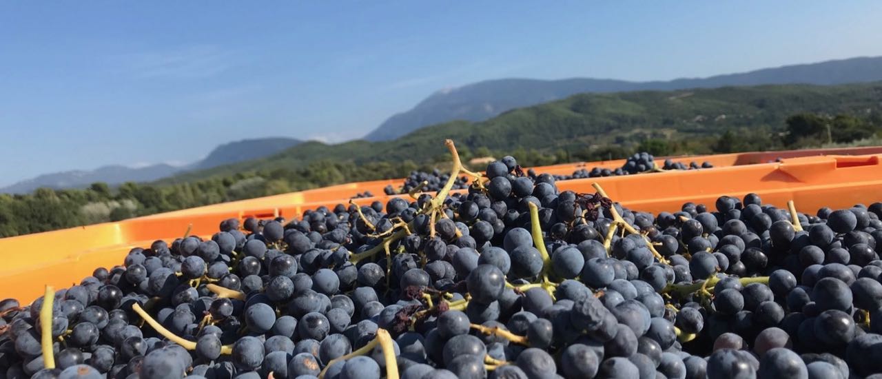 Harvest in Provence des papes