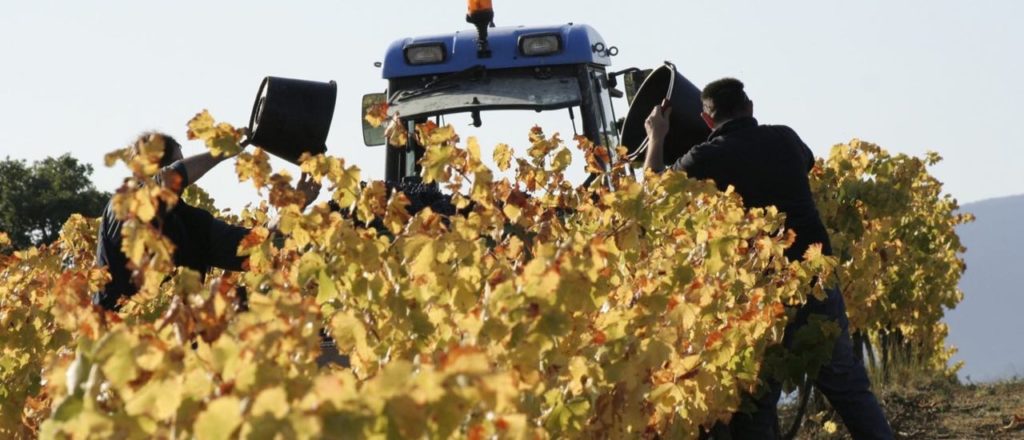 Harvest Mas Pouperas 