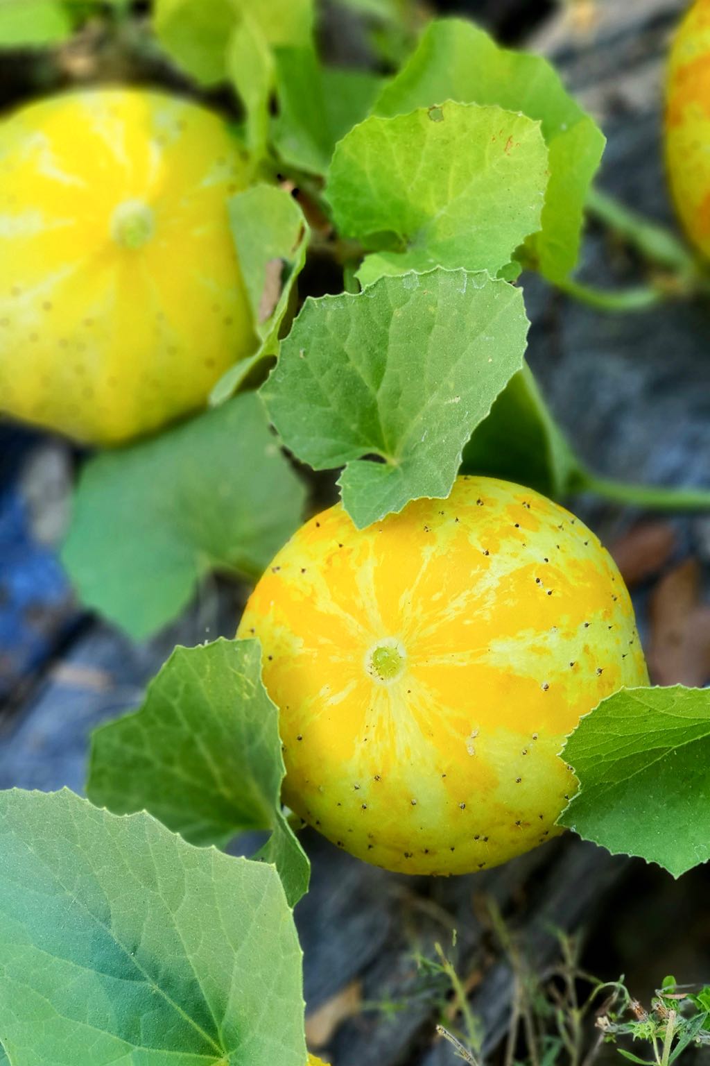 Summer 2020 in the potager