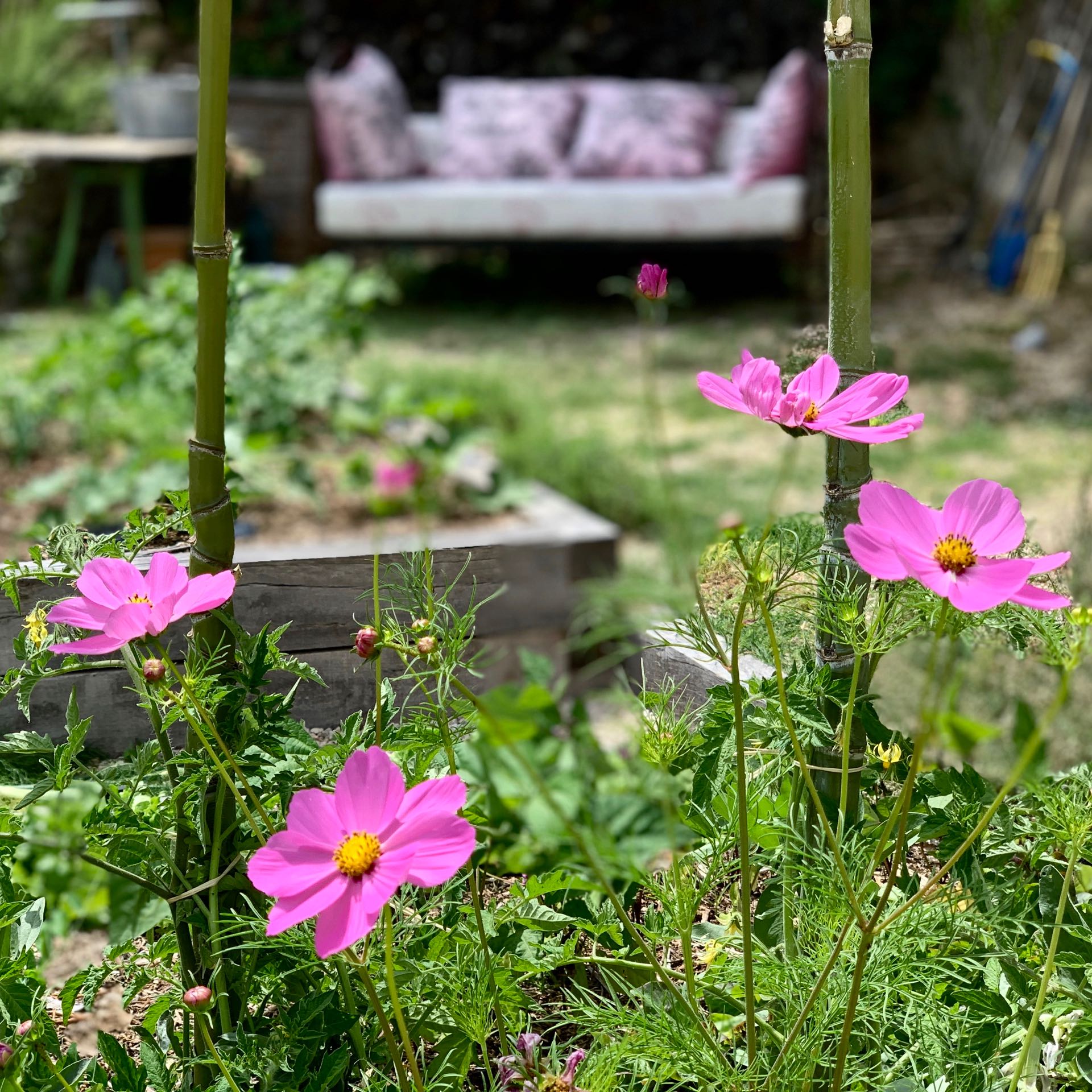 Flowers in the garden