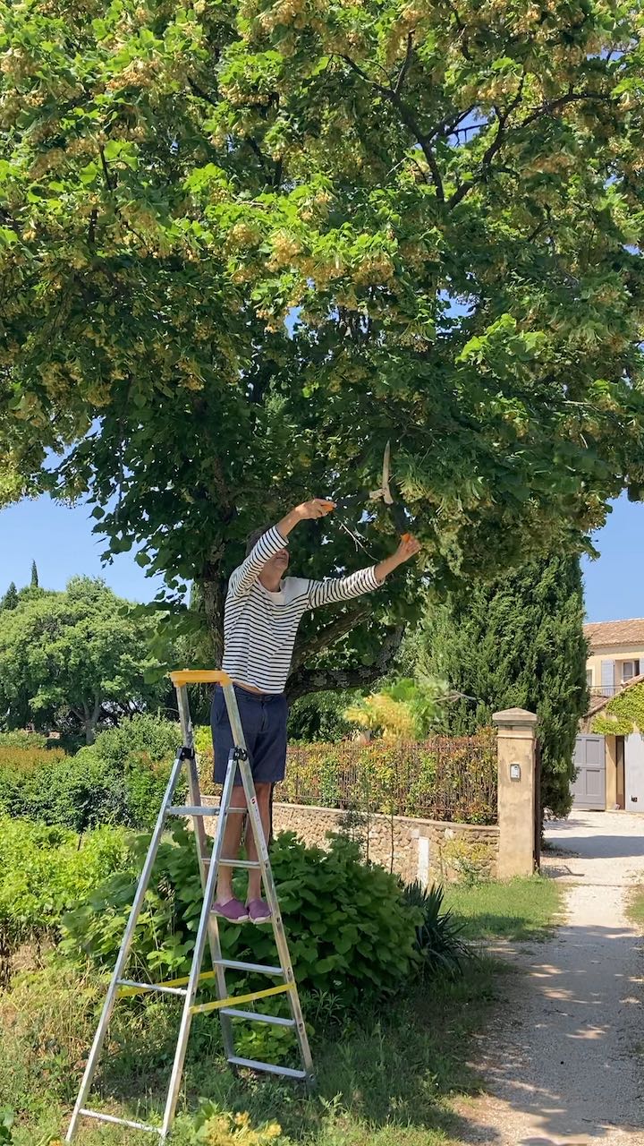 Harvesting the limetree